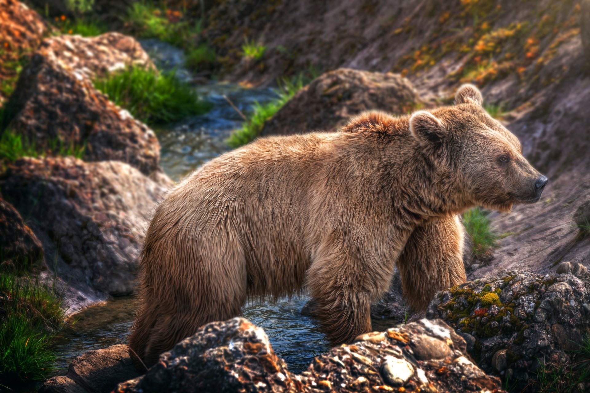 Есть ли враги у медведей? действительно ли они могут никого не бояться?