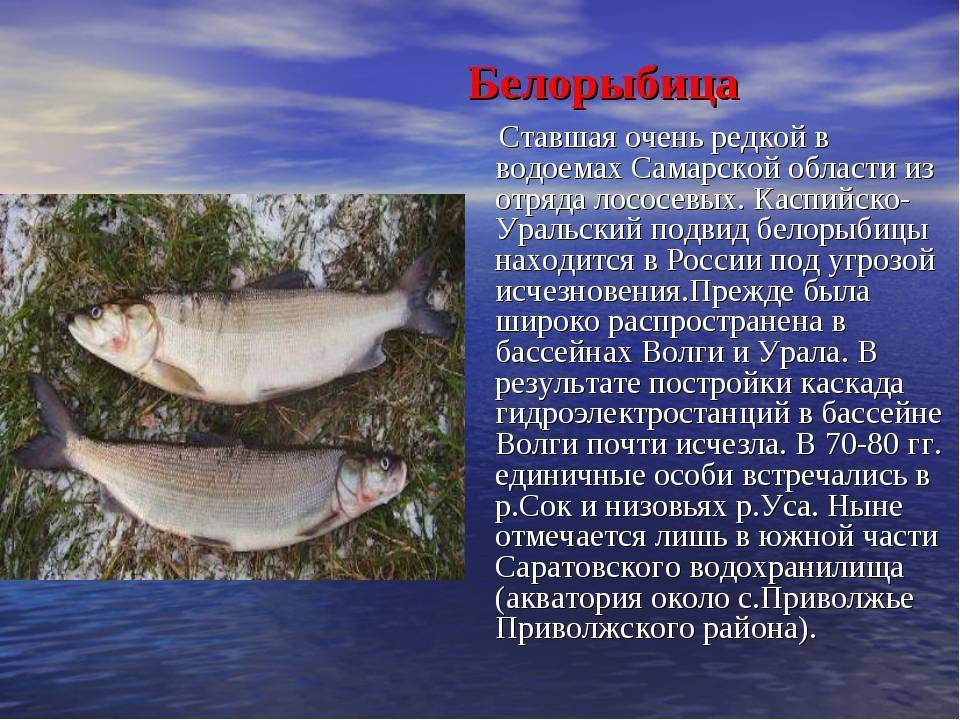 Нельма рыба. описание, особенности, образ жизни и среда обитания рыбы нельмы
