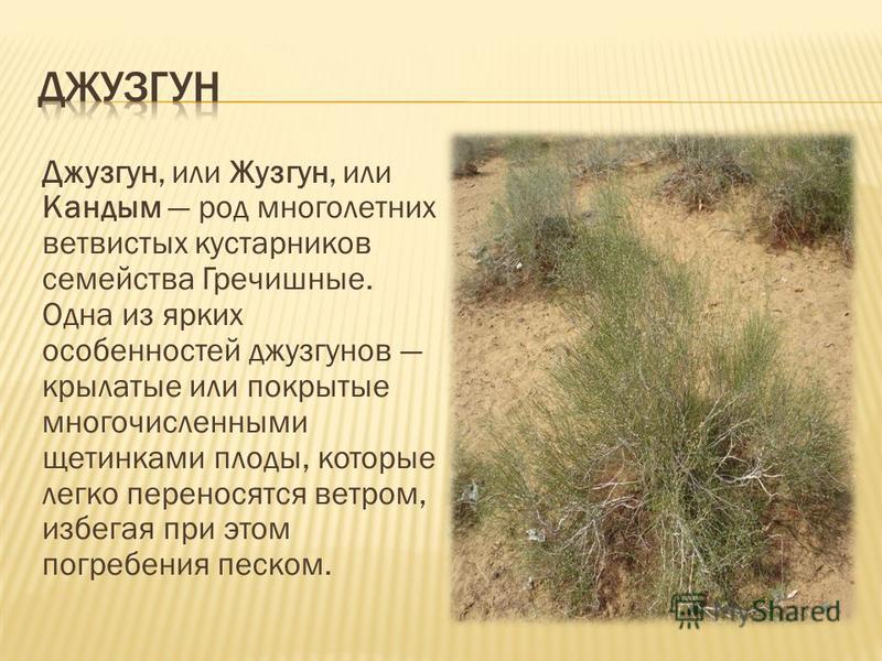 Саксаул природная зона обитания. Саксаул джузгун эфедра. Саксаул, джузгун, эфедра, солянка, Полынь. Растения пустыни в России джузгун. Джузгун Кандым.