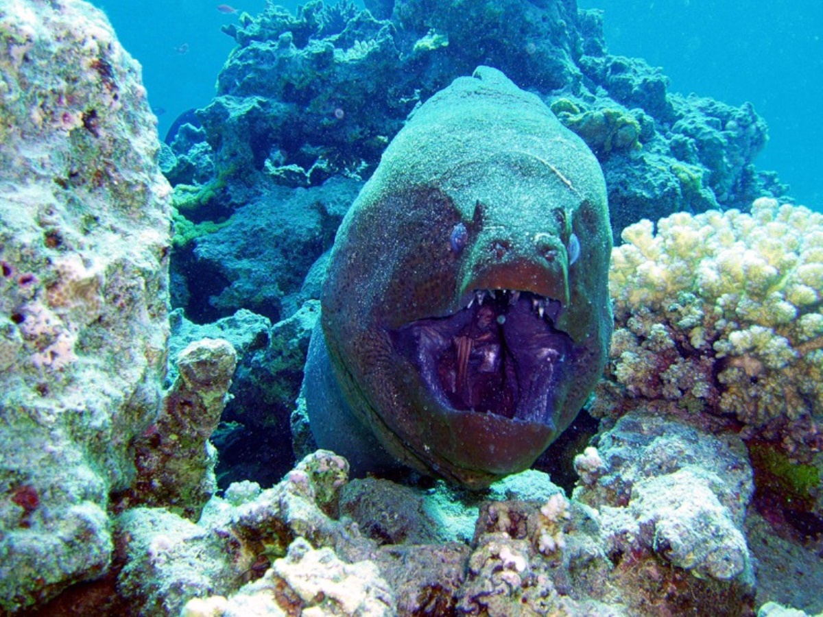 12 самых опасных подводных гадов египта, встречи с которыми лучше избегать