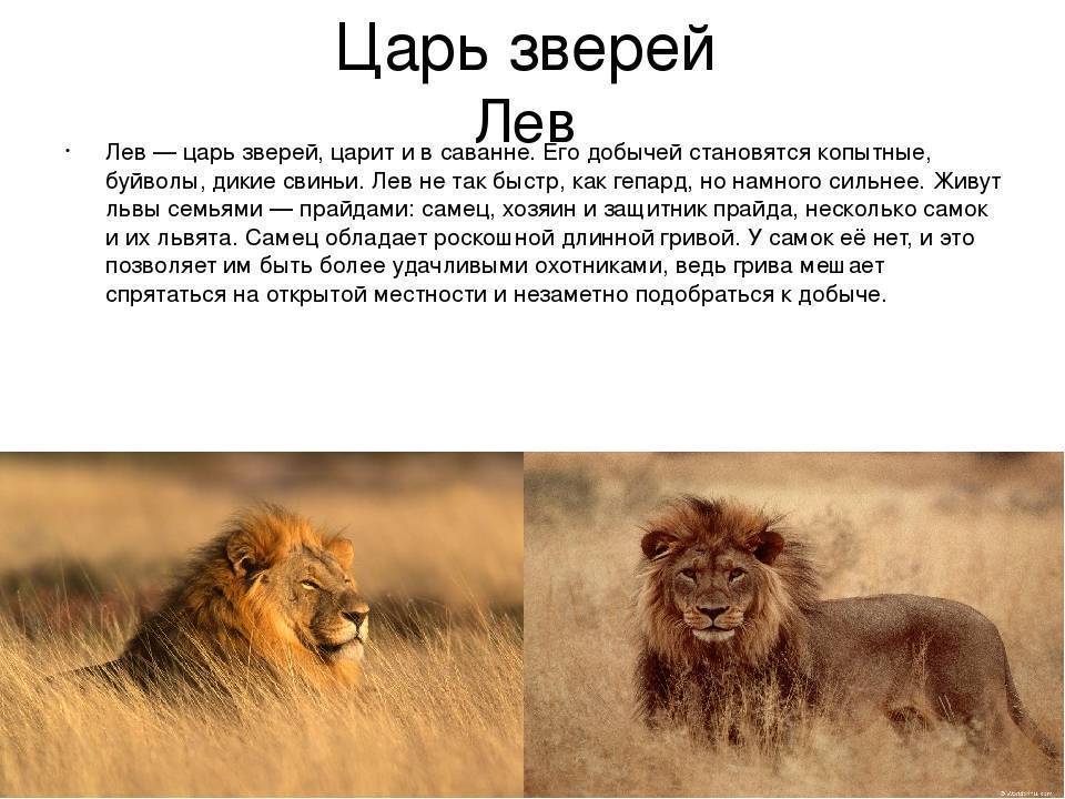 Чтобы быть царем зверей. Описание Льва. Лев картинки с описанием. Лев характеристика животного. Лев обитает в саванне.