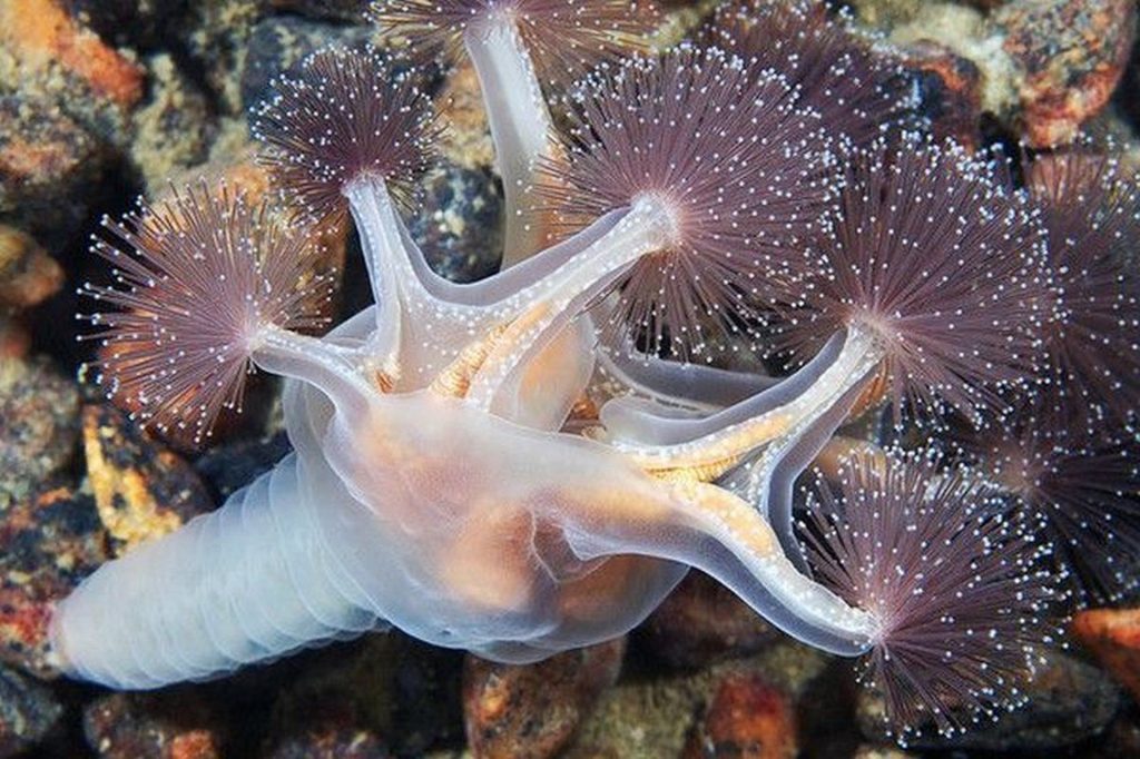 Топ-10 самых ядовитых и опасных медуз в мире