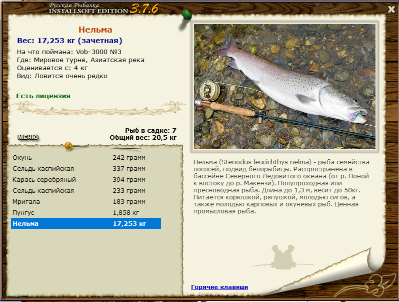 Рыба корюшка: виды, распространение, среда обитания и способы ловли, образ жизни, рецепты приготовления рыбы, повадки