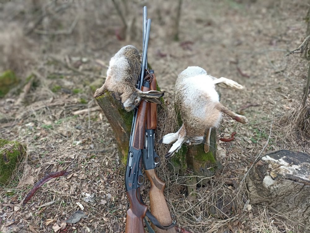 Какие собаки подходят на охоту на зайца — сайт эксперта по животным — howmeow