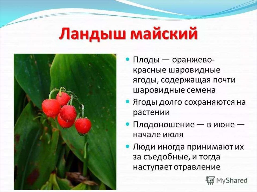 Список опасных и ядовитых ягод россии