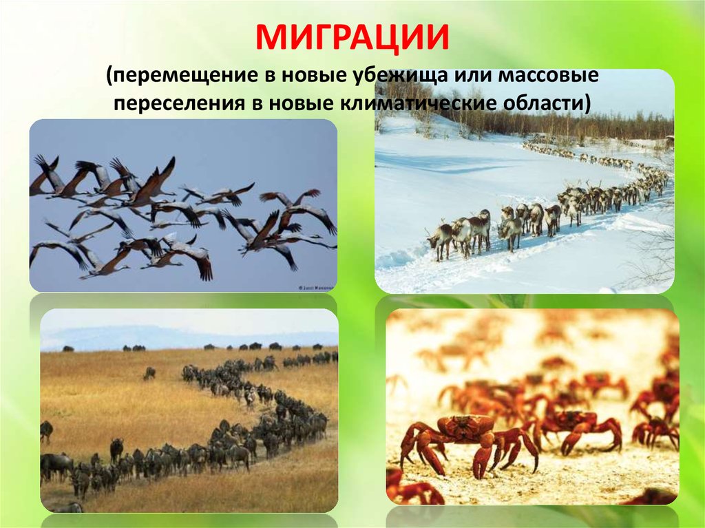 Сезонные изменения в среде обитания. Миграция животных. Миграции животных это в биологии. Примеры миграциитживотных. Сезонная миграция животных.
