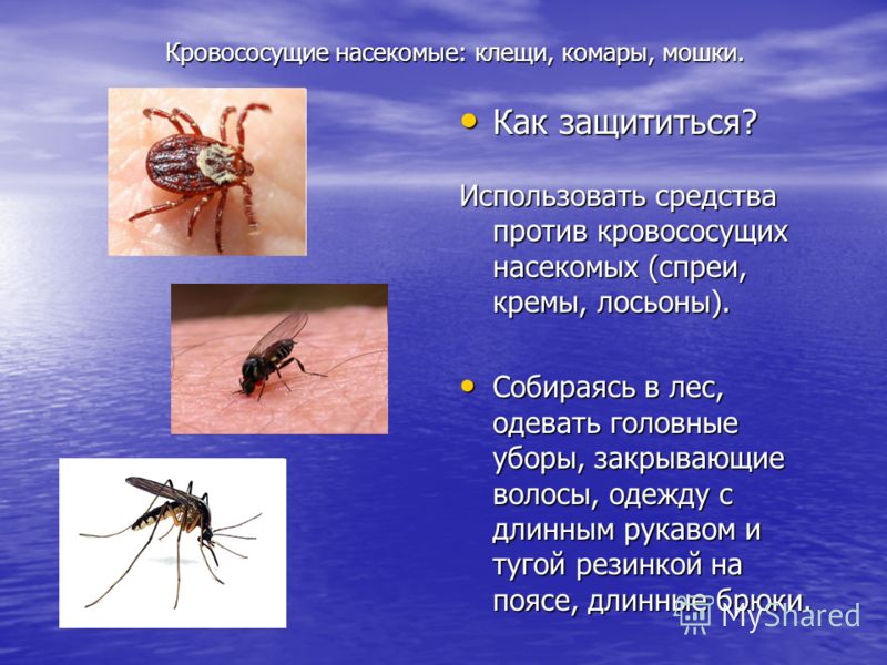 Какие инфекции передаются через укусы кровососущих насекомых. Кровососущие насекомые. Виды кровососущих насекомых. Клещи кровососущие насекомые. Кровососущие насекомые комары.
