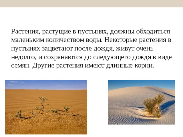 Растения растущие в пустыне и полупустыне. полупустыни и пустыни россии: животные, растения, заповедники, карта зоны пустынь россии