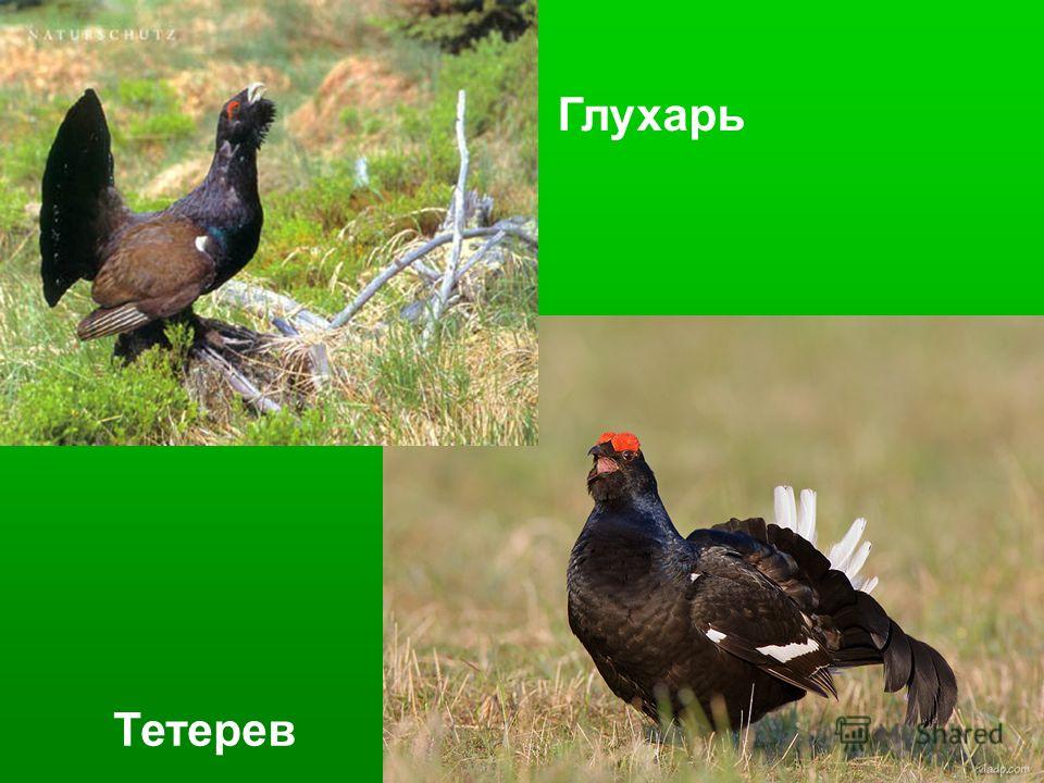 Картинка глухаря и тетерева