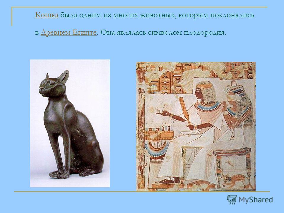 Крокодил, аллигатор, кайман и гавиал - в чем разница
