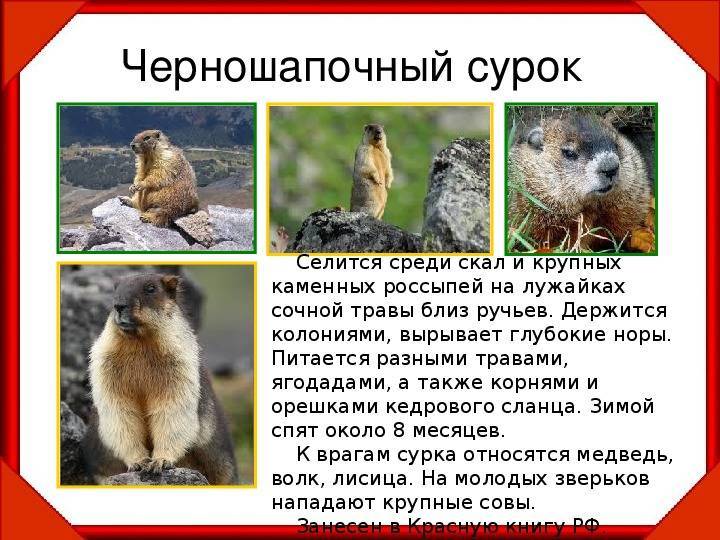 Сурок (marmota): интересные факты, фото, виды