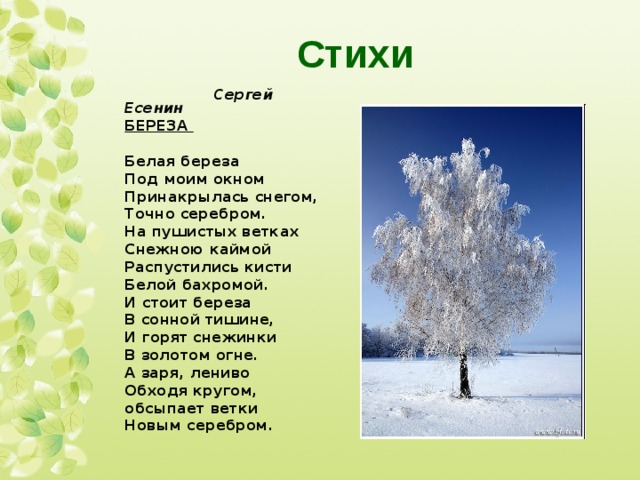 Береза — целебные свойства сока и особенности выращивания + 121 фото