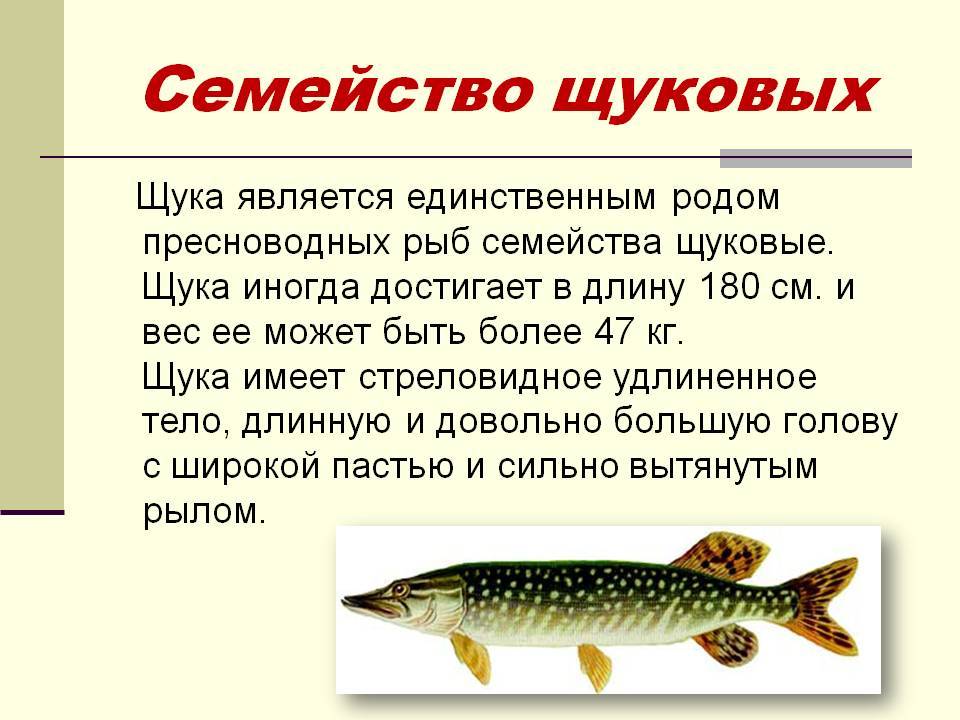 Как выглядит тигровая рыба голиаф — характеристика, опасна ли она для человека, можно ли её держать дома