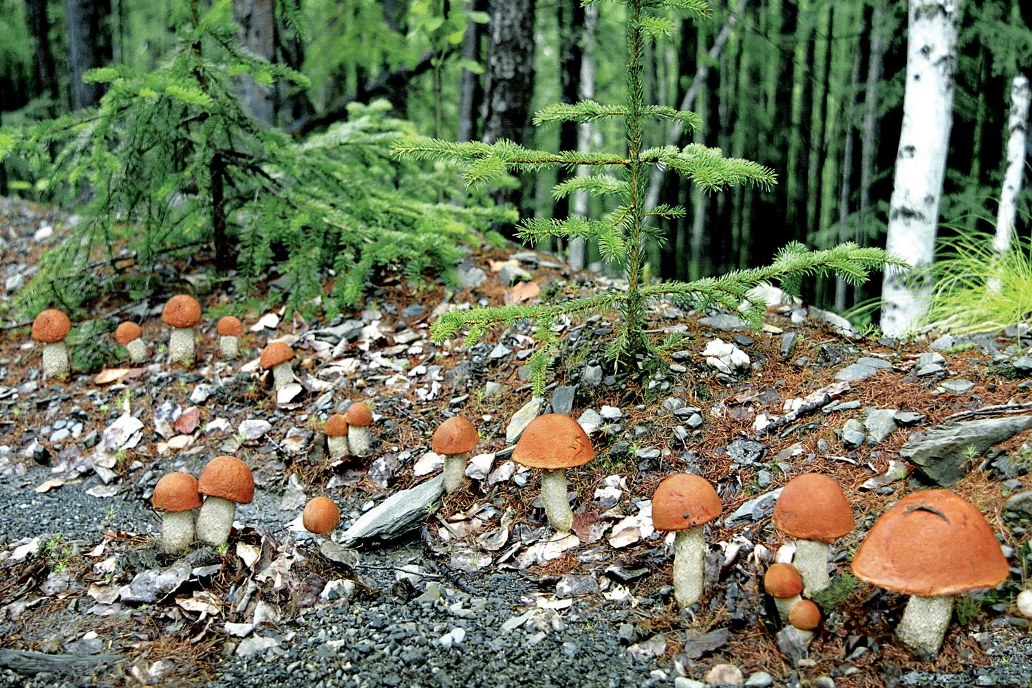 Грибы в еловом лесу. описание белого гриба боровика