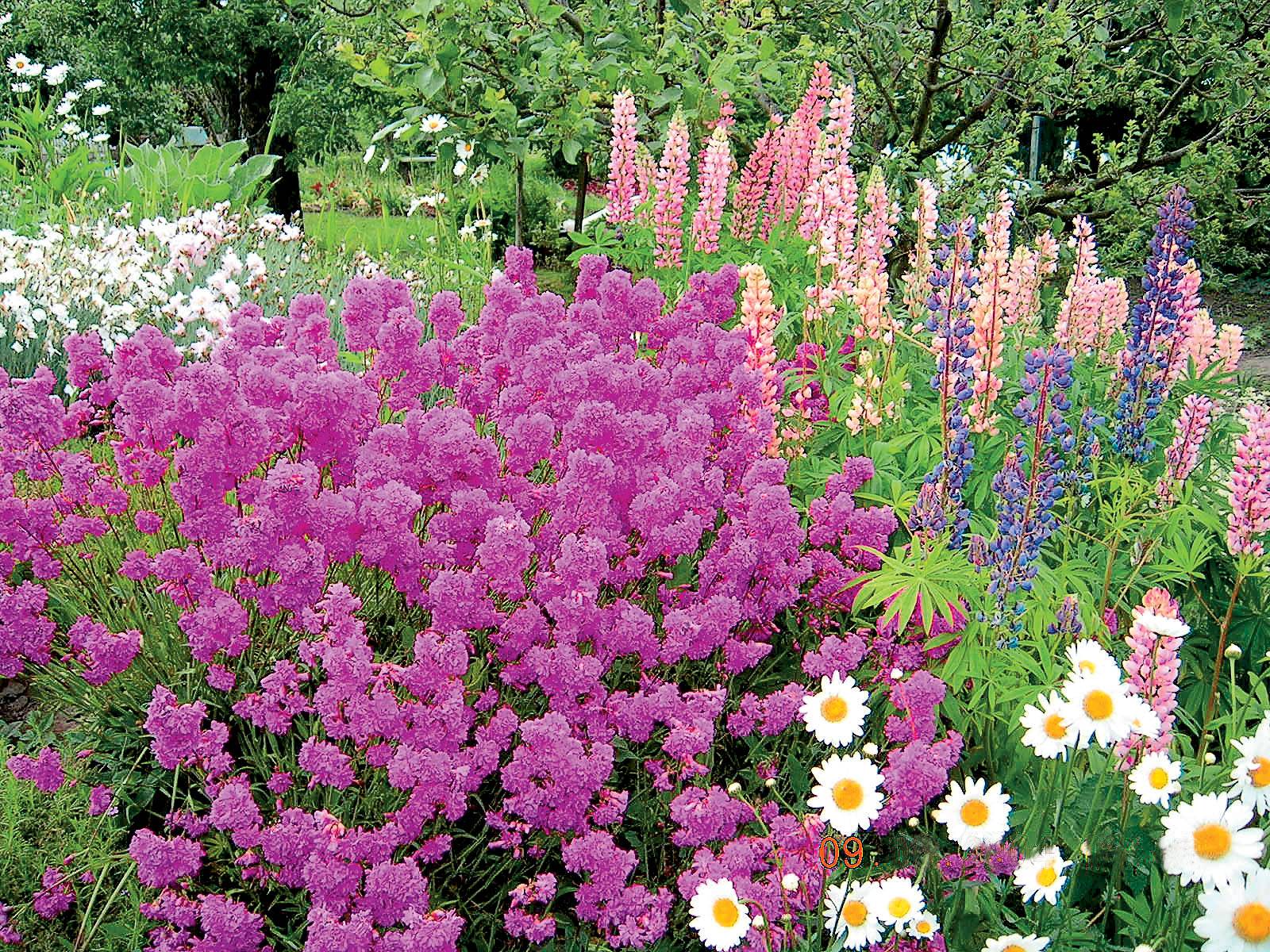 Фото цветов в саду названия и фото