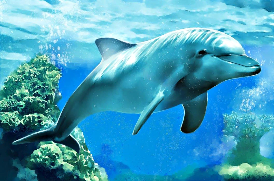 Беломордый дельфин (фото): как выглядит, где обитает, чем питается и интересные факты