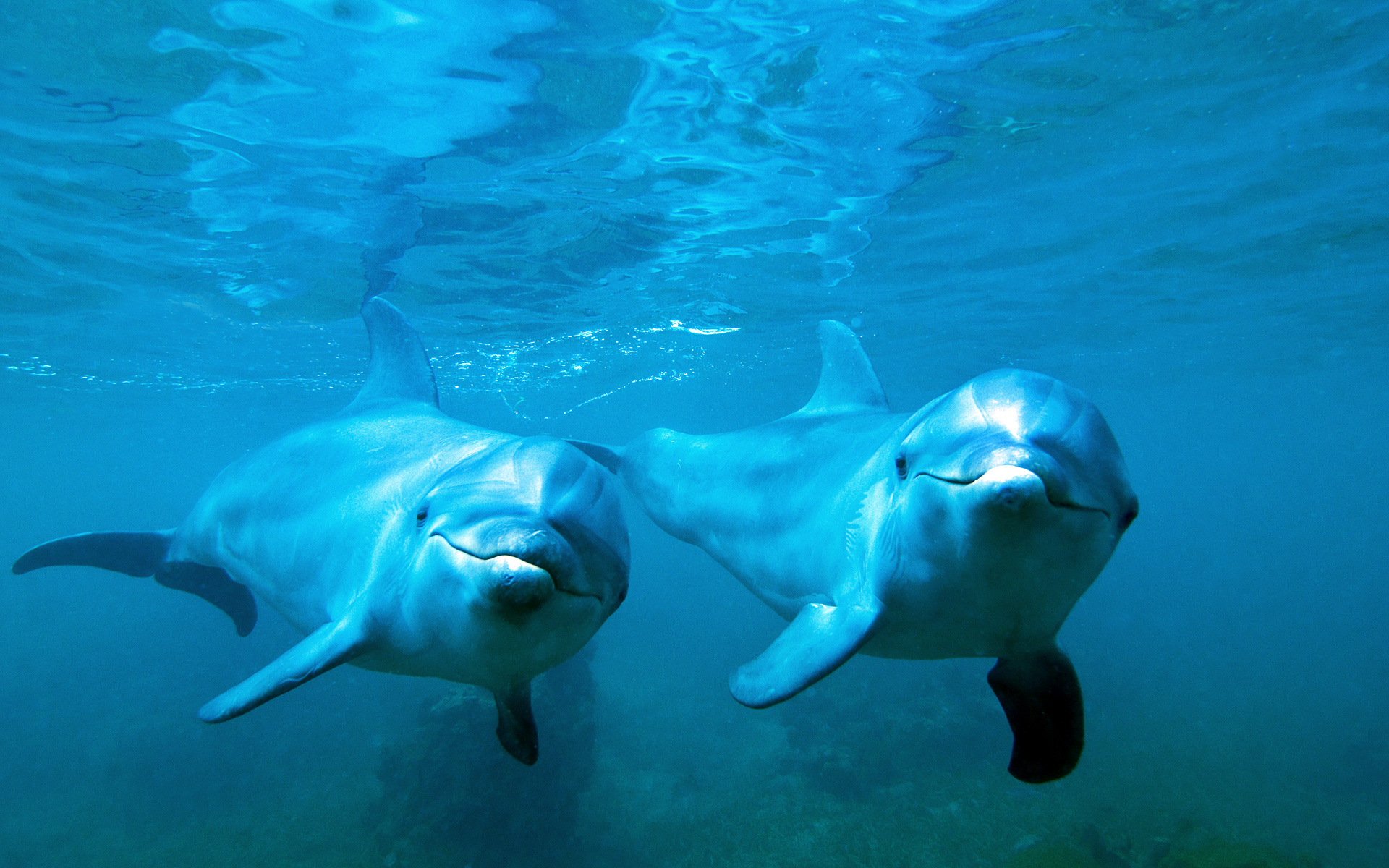 Дельфины – волшебные жители чёрного моря