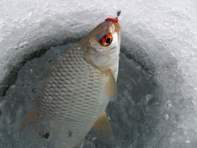 Ловля линя зимой: клюет ли на мормышку, на что ловить в глухозимье, как поймать на зимней рыбалке со льда