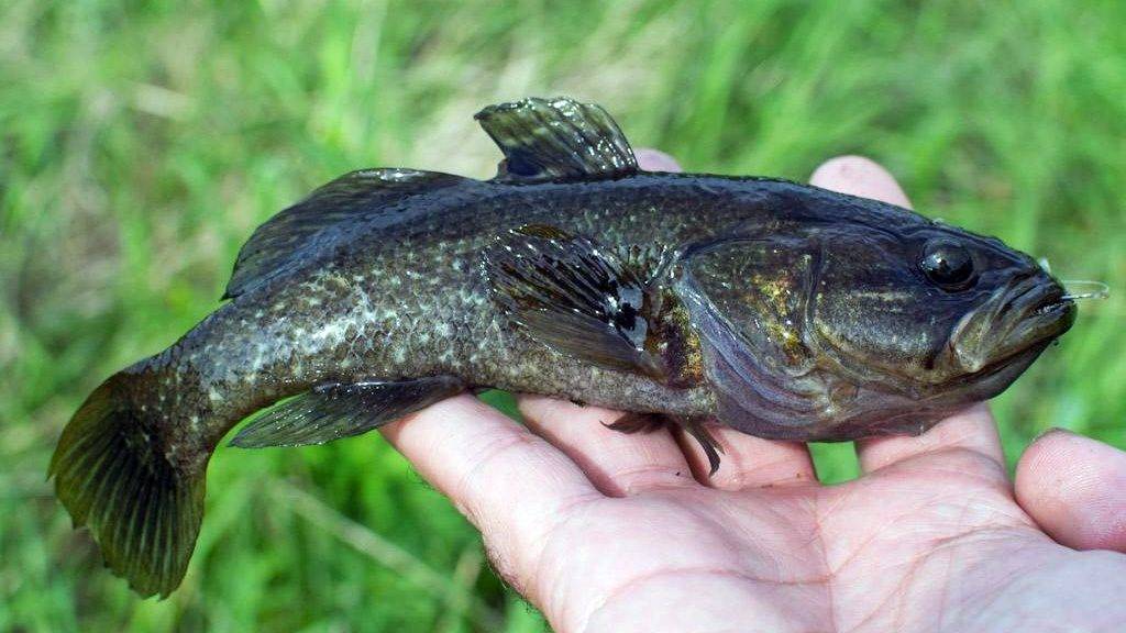 Ротан рыба. описание, особенности, виды, образ жизни и среда обитания ротана