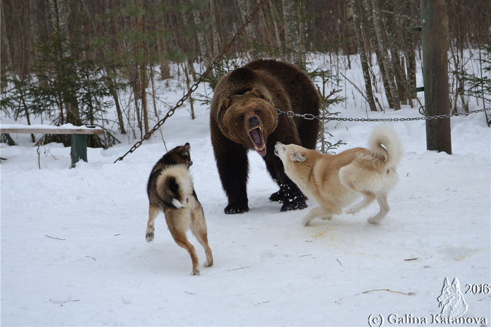 Охота в сибири с лайками на медведя