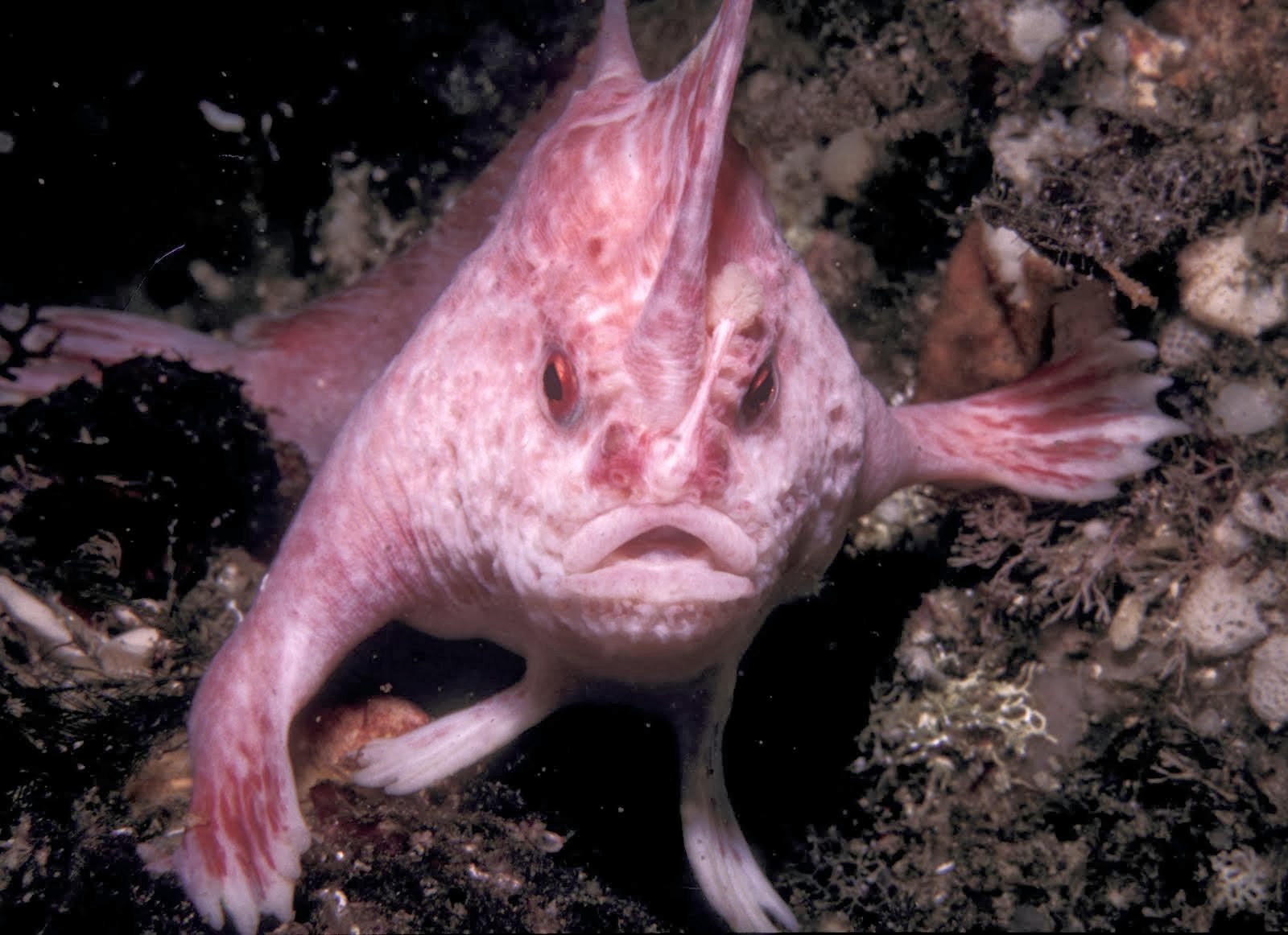 Какие рыбы самые красивые Самые удивительные морские существа с названием, описанием и фотографиями