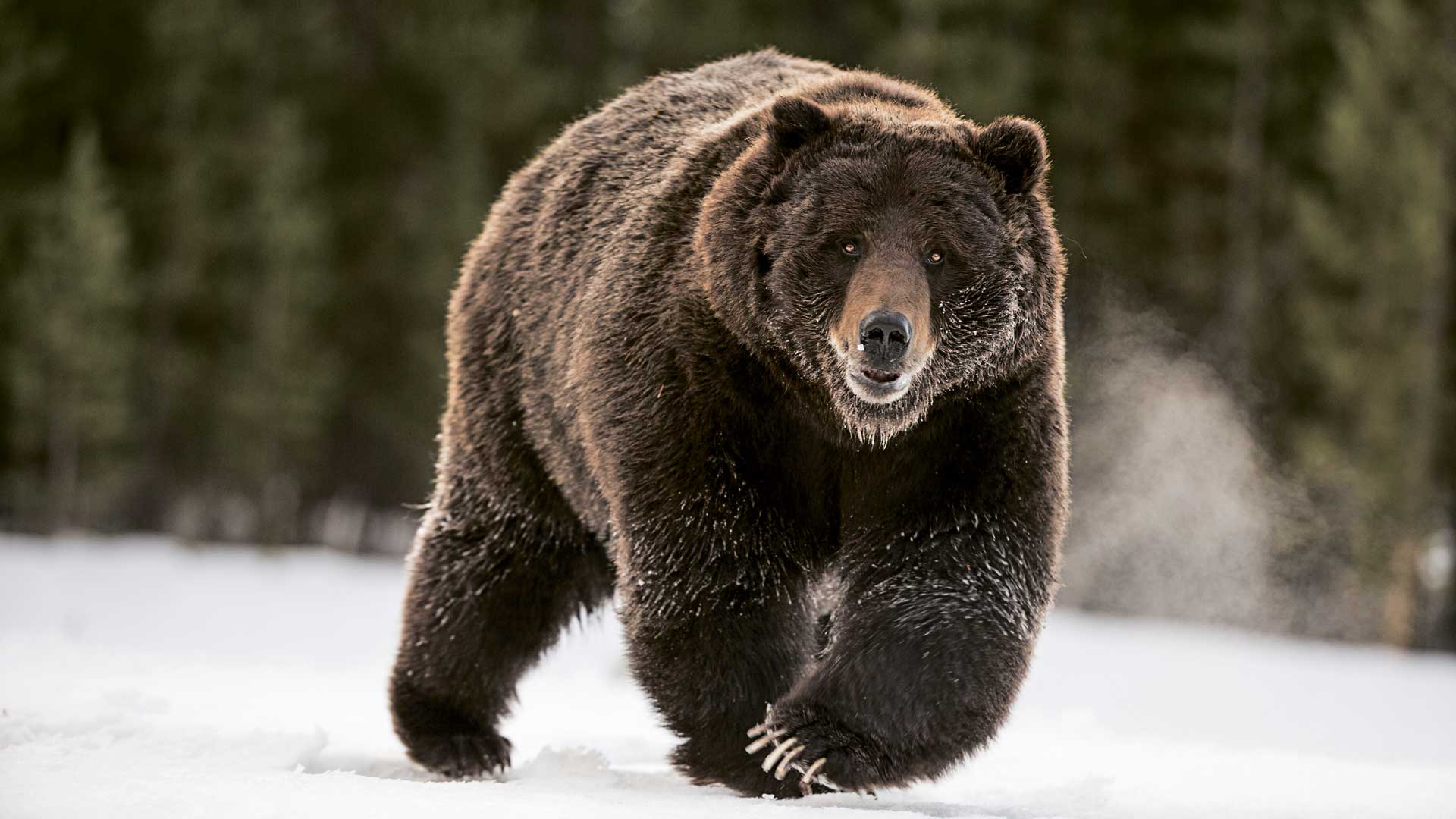 бурый медведь в горах