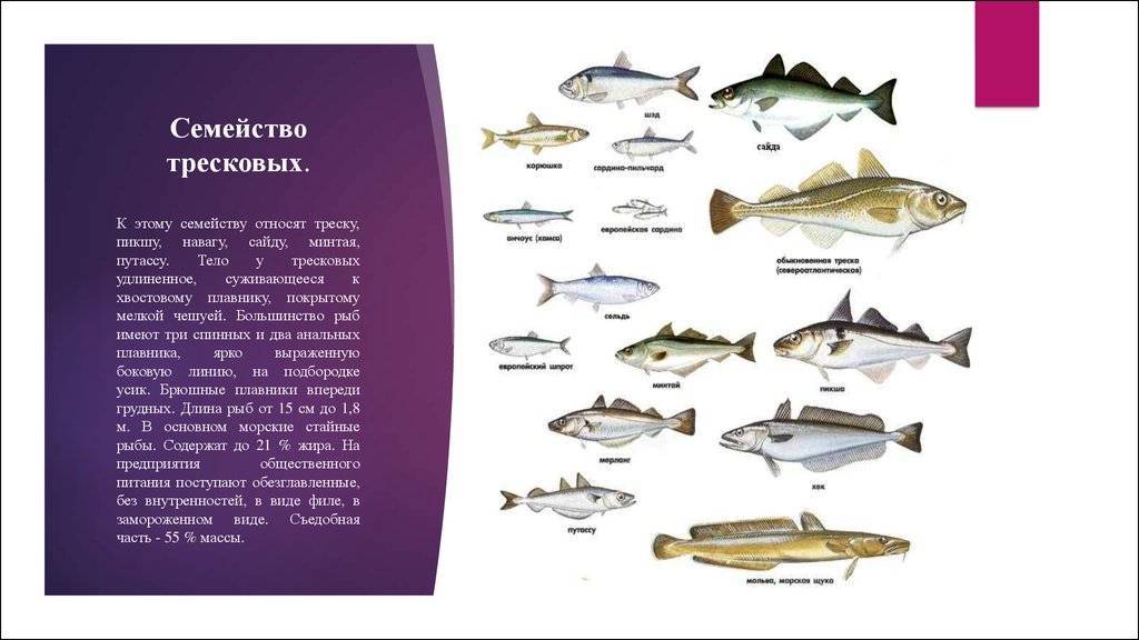 Треска рыба. образ жизни и среда обитания рыбы трески