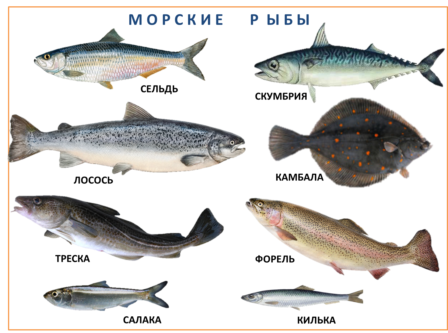 Какие рыбы водятся в море. Промысловые рыбы Баренцева моря. Промысловые рыбы Балтийского моря. Сорта красной рыбы. Виды скумбрии.