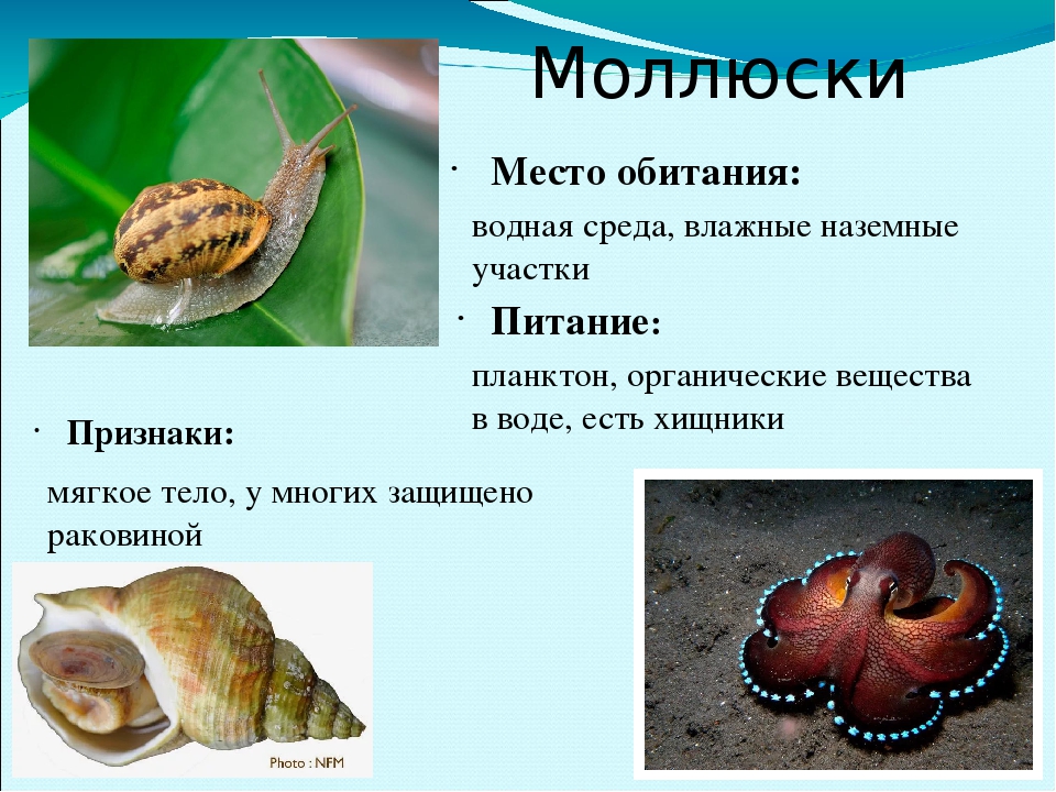 Три примера животных относящихся к моллюскам. Среда обитания моллюсков. Тип моллюски. Моллюски обитают. Место обитания брюхоногих моллюсков.