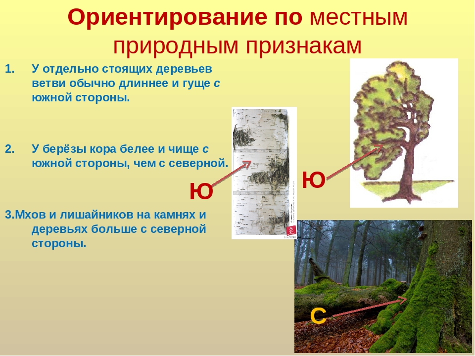Стороны света в природе. Ориентирование на местности по деревьям. Естественные ориентиры на местности. Ориентирование на местности по природным признакам. Ориентирование по местным природным признакам.