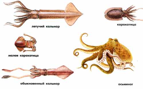 Кальмар осьминог каракатица. Головоногие моллюски кальмар. Кальмар и каракатица отличия. Осьминог кальмар каракатица отличие. Осьминог кальмар каракатица