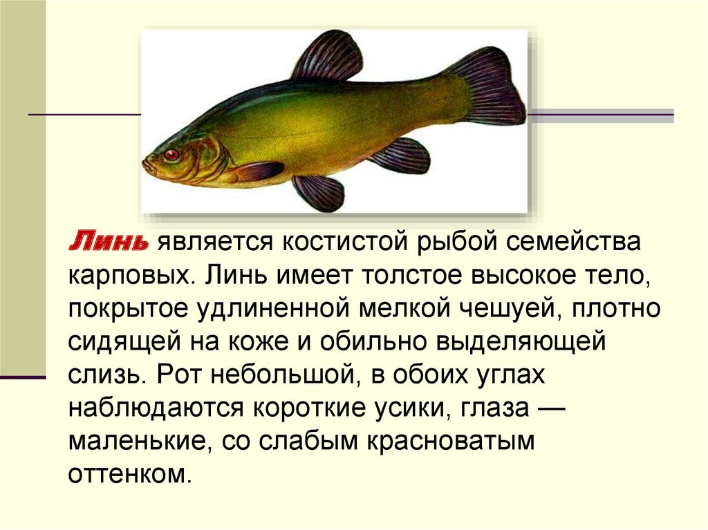 Рыболовные приметы рыбаков, чтобы ловилась рыба, народные суеверия про клев