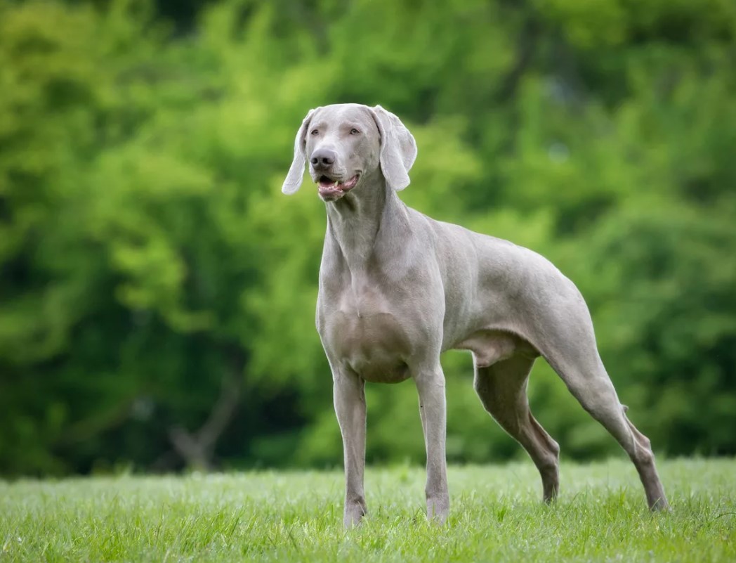 Натаска охотничьих собак: упражнения для дрессировки и обучение охоте
