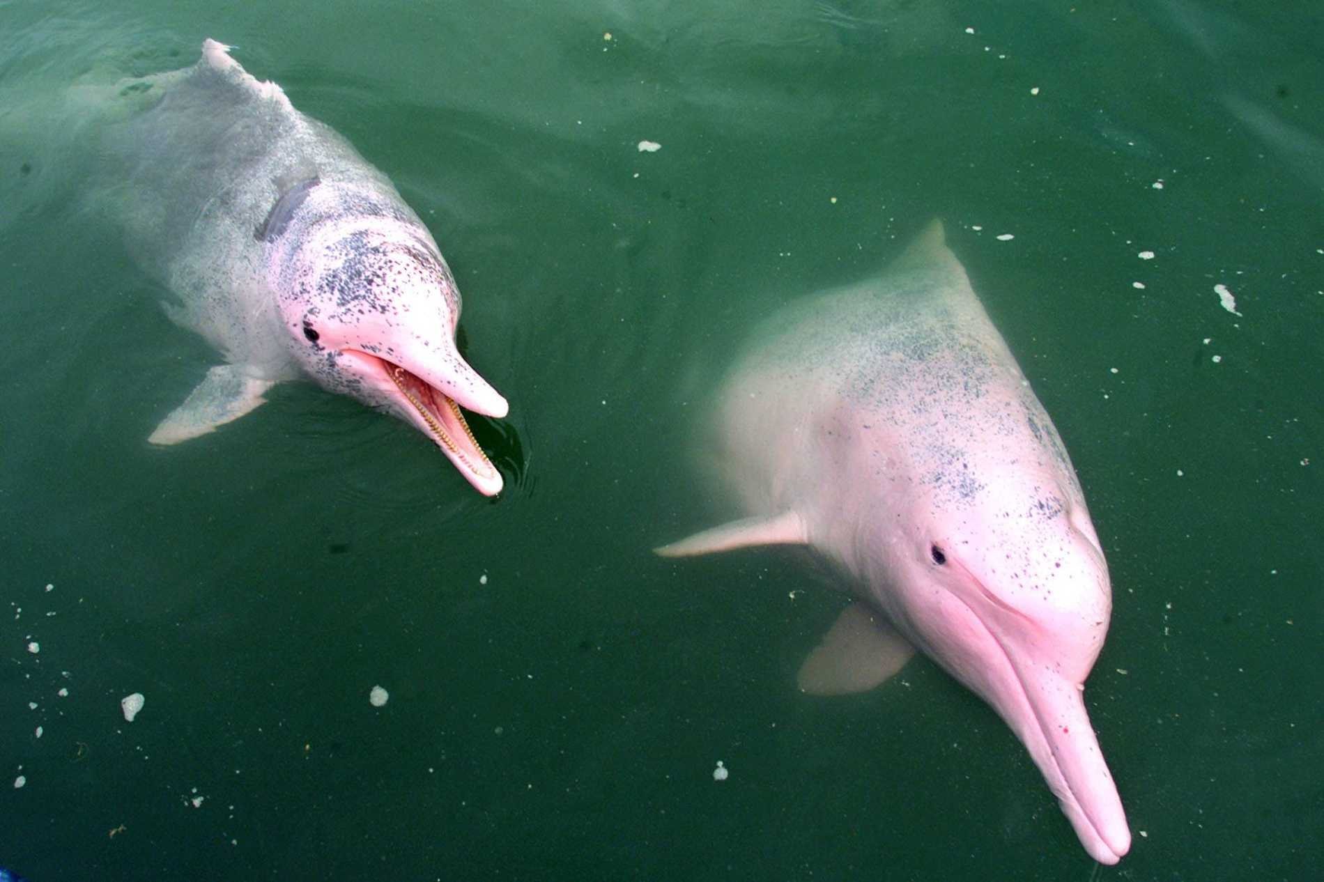 Розовый амазонский Дельфин