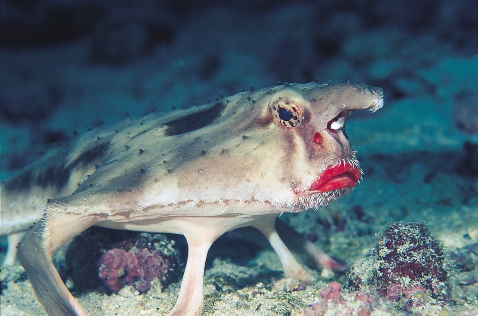 Рыба удильщик или глубоководный морской черт: как выглядят европейские, фото, удильщикообразные самец и самка, факты