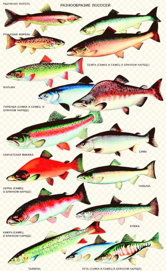 Интересные факты о рыбах для детей: самые необычные особи, умения и размеры, рекордные сведения