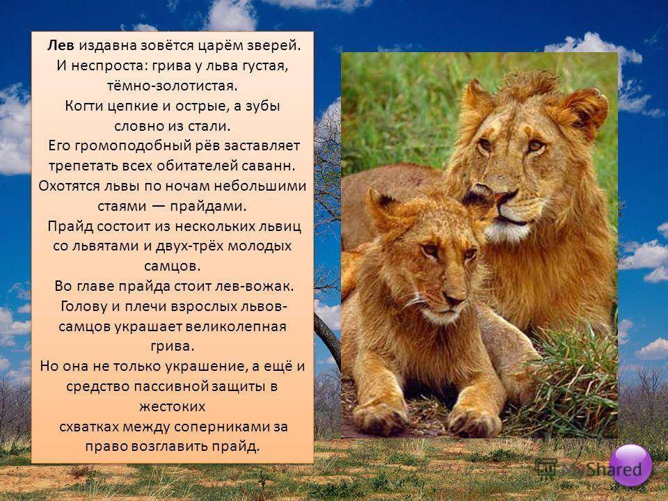 Информация про львов. Доклад про Львов. Описание Льва. Рассказ про Льва. Сообщение о Льве.