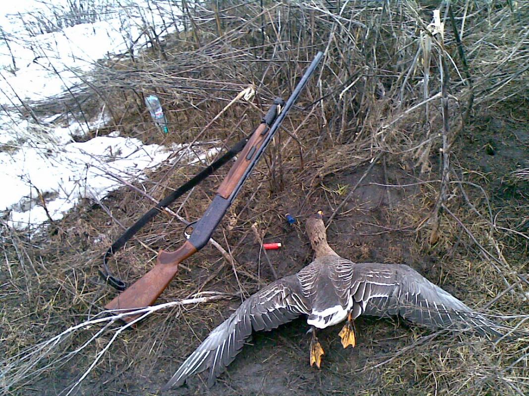 Можно ли охотиться весной. Охота на гуся в Новосибирской области.