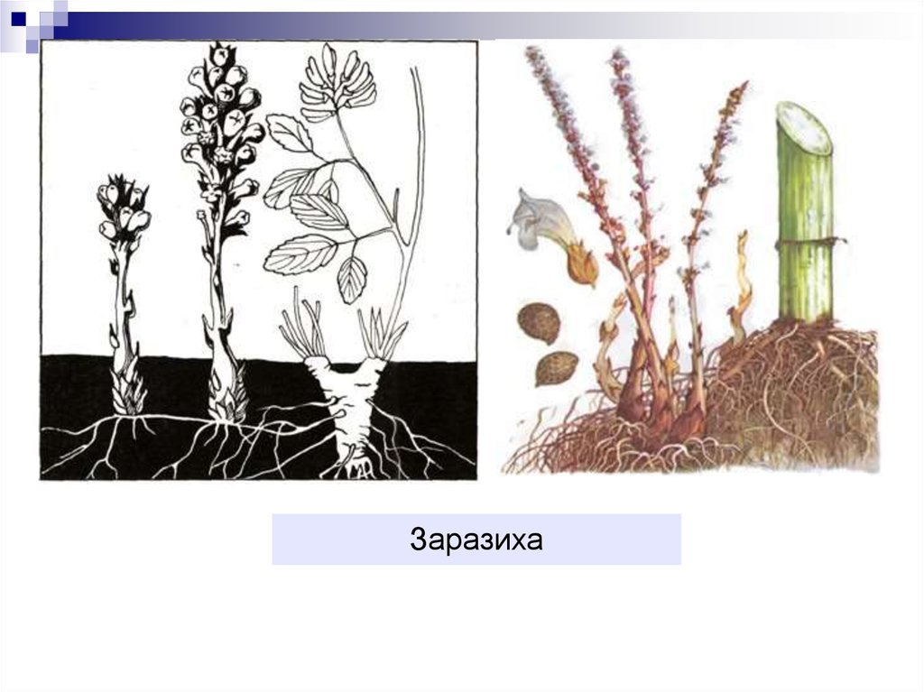 Распределите предложенные растения по группам полупаразиты паразиты. Заразиха растение паразит. Заразиха корни. Заразиха цикл.