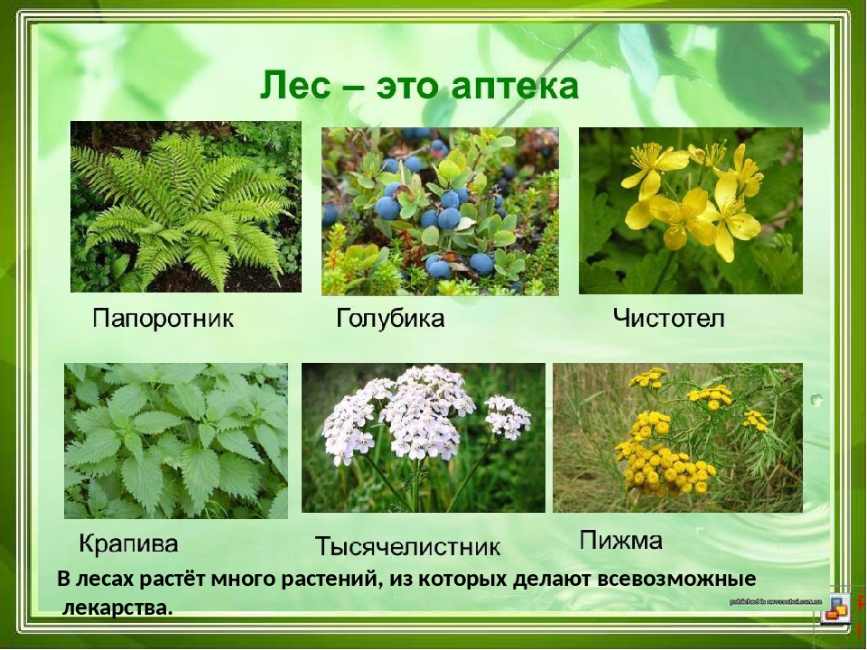 Лесные растения с названиями и фото