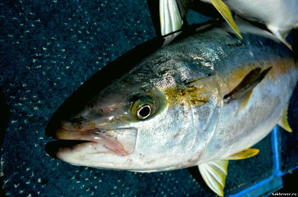 Рыба желтохвост — описание, рецепты приготовления, полезные свойства
