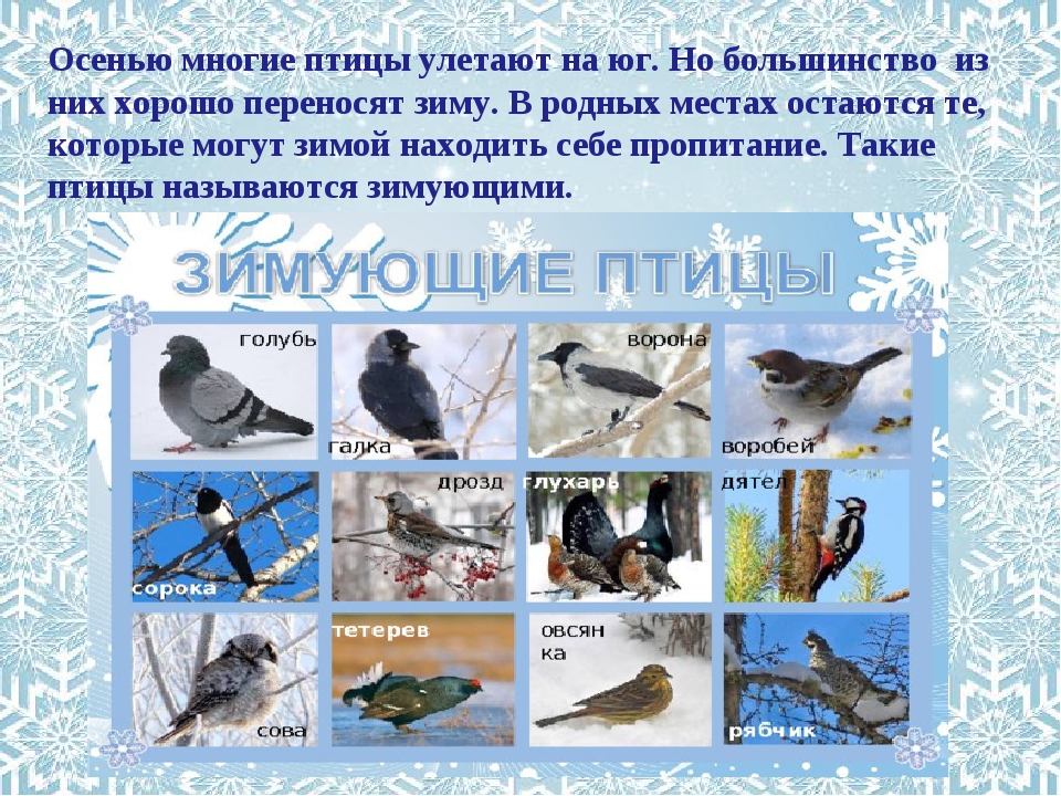 Как выглядит гусь: виды, описание с фото - truehunter.ru