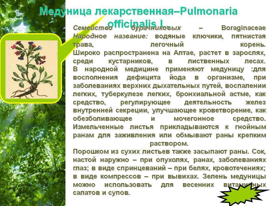 Медуница для чего применяется. Целебные свойства медуницы. Медуница целебные свойства растения. Лечебные свойства медуницы. Медуница лекарственные свойства.