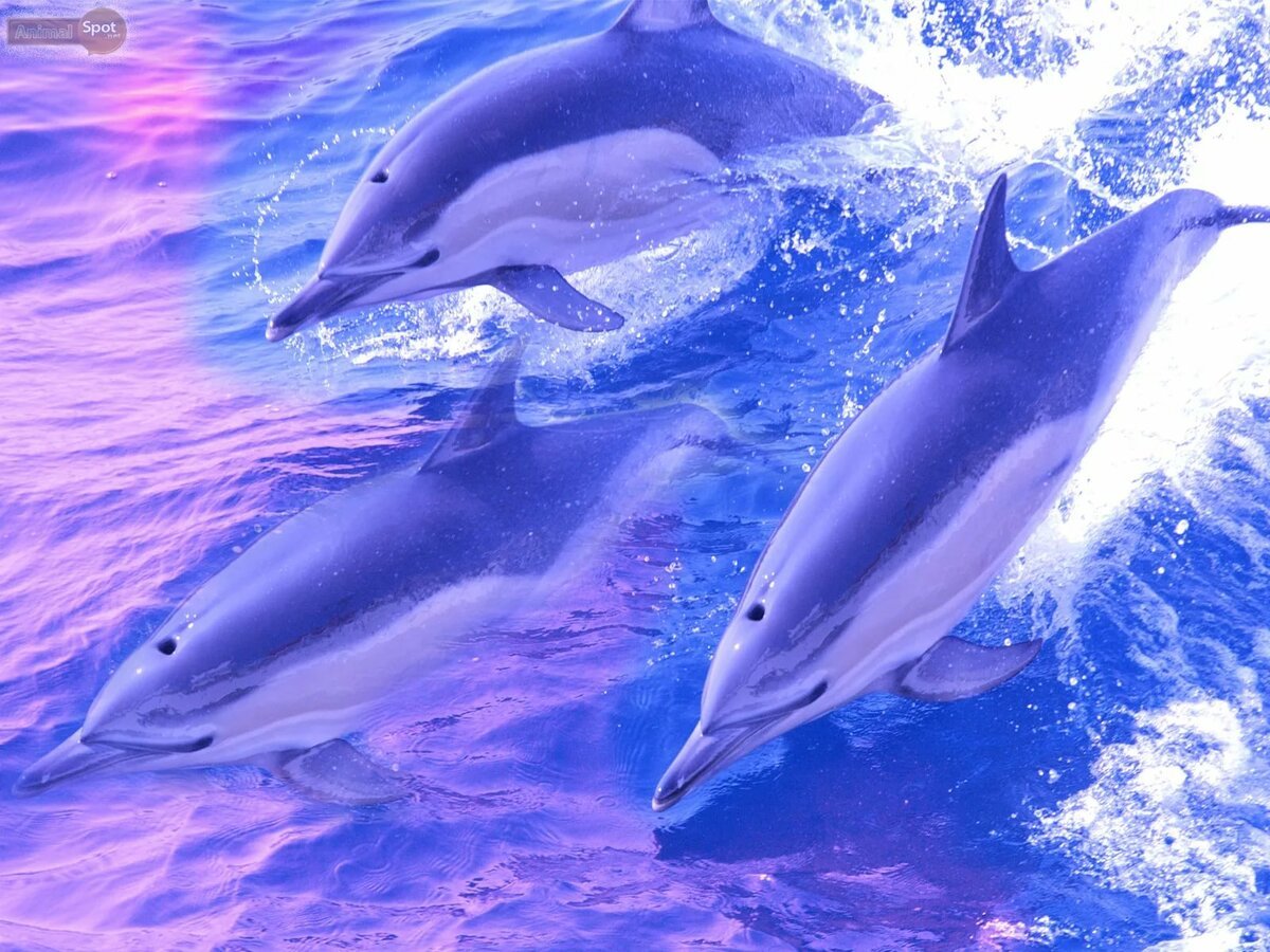 Дельфины в сочи | встреча с дельфинами в черном море