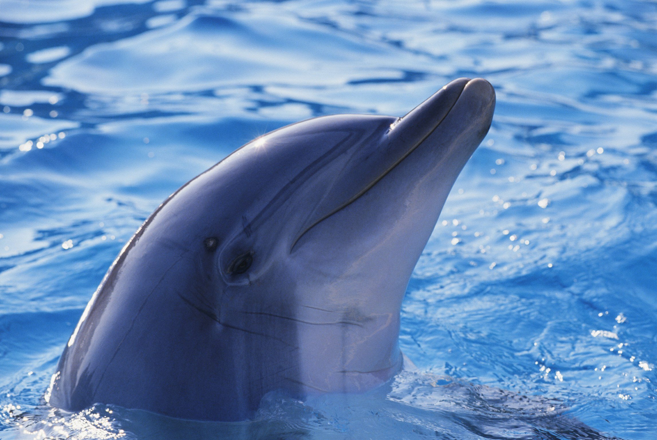 Дельфины — волшебные жители чёрного моря