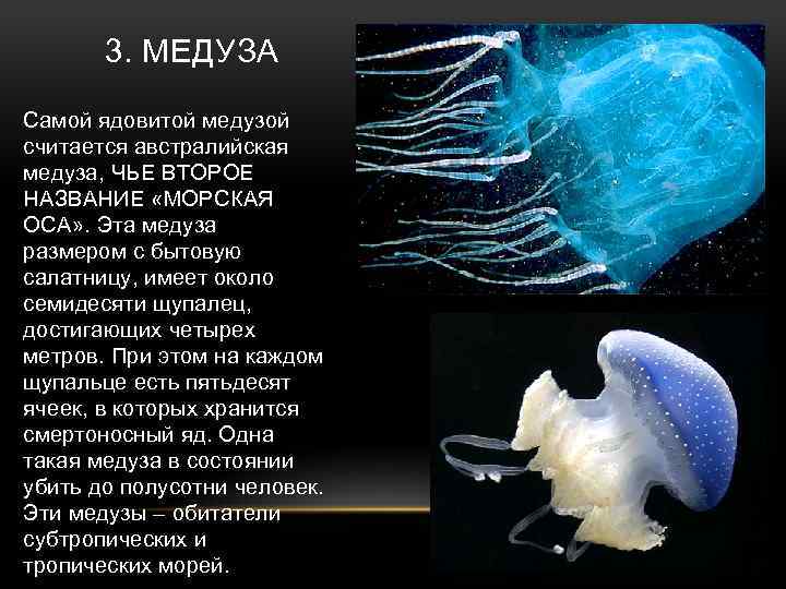 Опасные обитатели черного моря