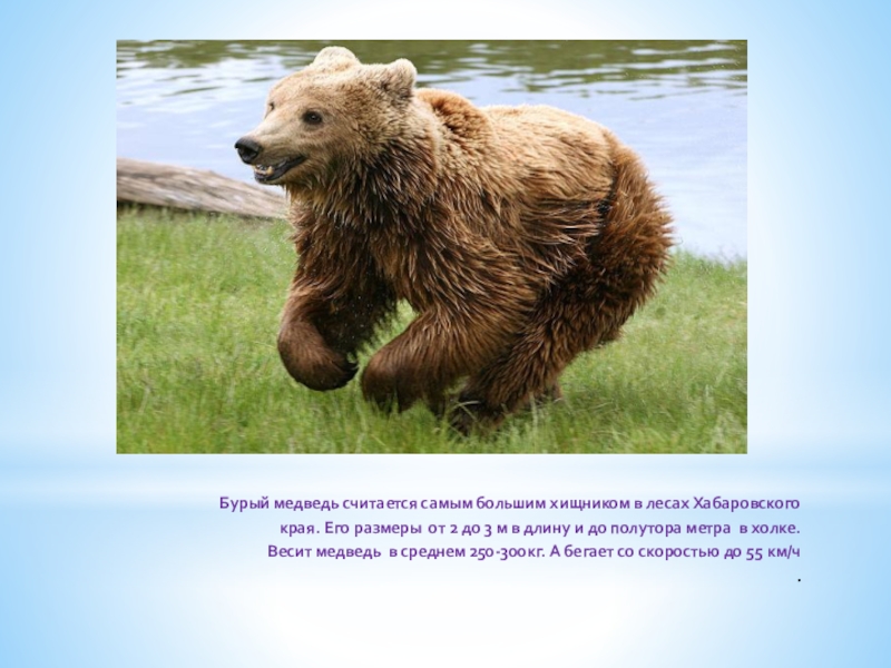 Бурый медведь скорость бега км ч. Бурый медведь в холке. Описание медведя. Интересное о бурых медведях. Бурый медведь Хабаровского края.