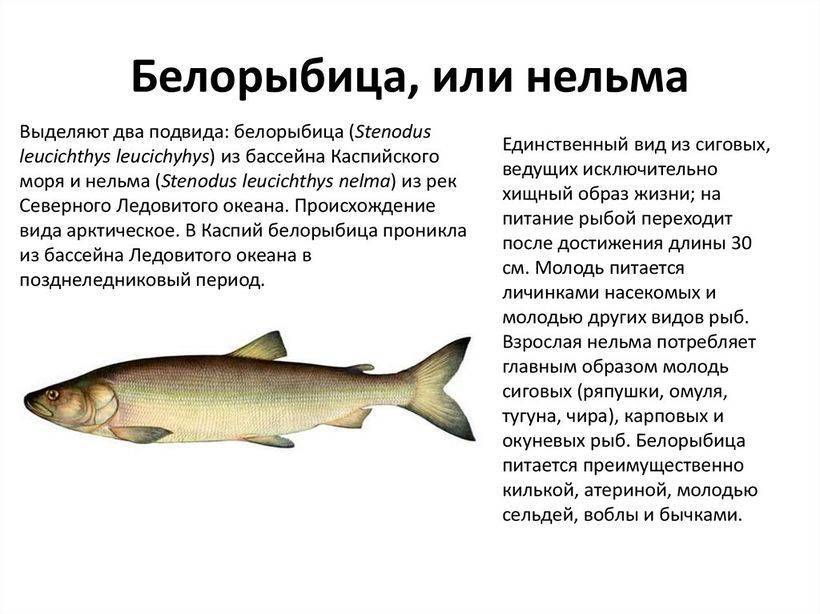 Описание рыбы пелядь сырок и ее внешний вид Где водится в России, способы ловли Польза и вред продукта для человека, варианты приготовления