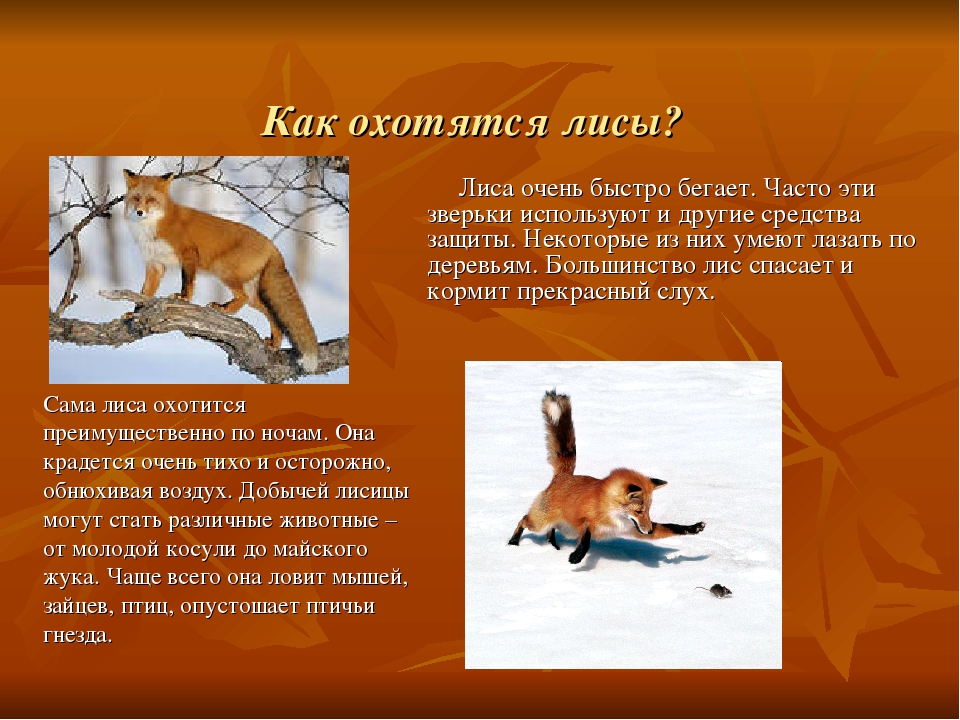 Охота на лисицу текст на английском. Повадки лисы. Что умеют лисы. Что умеет делать лиса. На кого охотятся лисы.