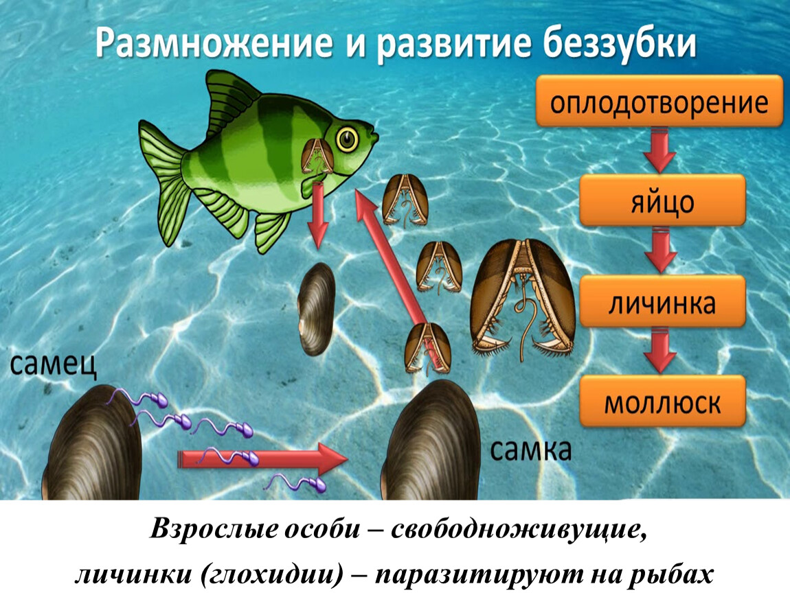 Размножение и оплодотворение не связано с водой. Глохидии личинки беззубки. Двустворчатый моллюск глохидия. Личинки беззубки на рыбах паразиты. Личинки двустворчатых моллюсков паразитируют на рыбах.